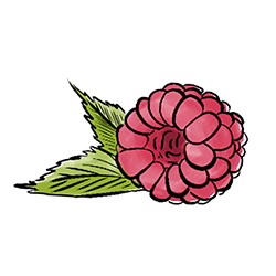 Werderhof_Goettingen_Himbeeren_aus_eigenem_Anbau