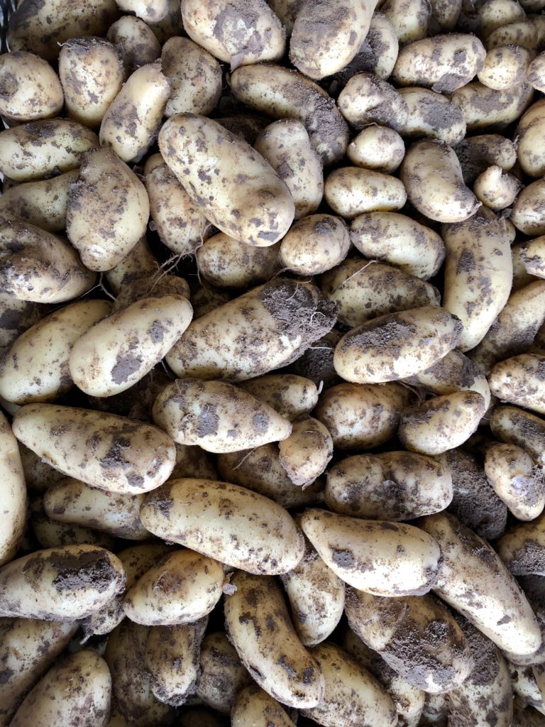 Frühkartoffeln-Werderhof-Annabelle