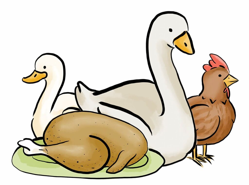 Zeichnung von Geflügel des Werderhofs Göttingen